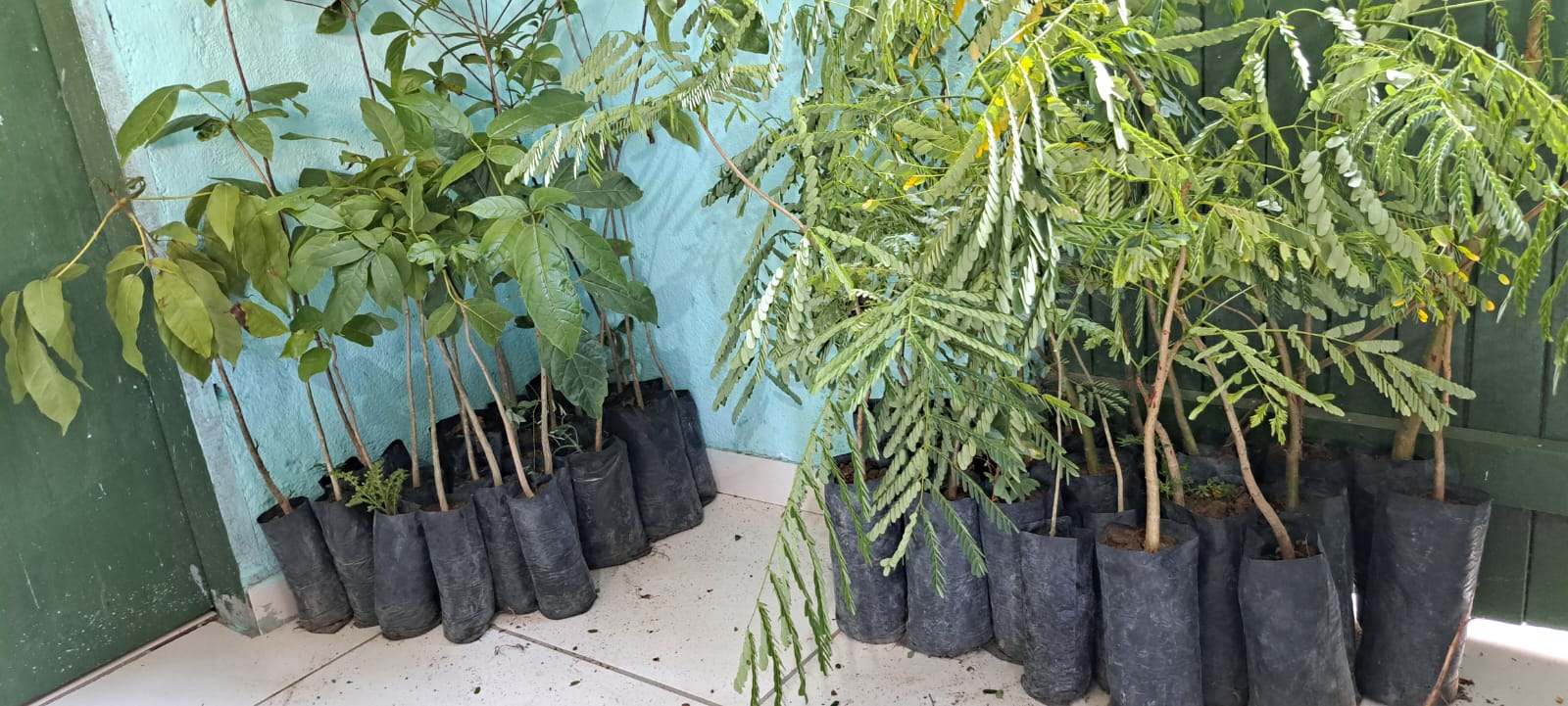 Secretaria de Meio Ambiente realiza plantio de árvores no Assentamento Canudos