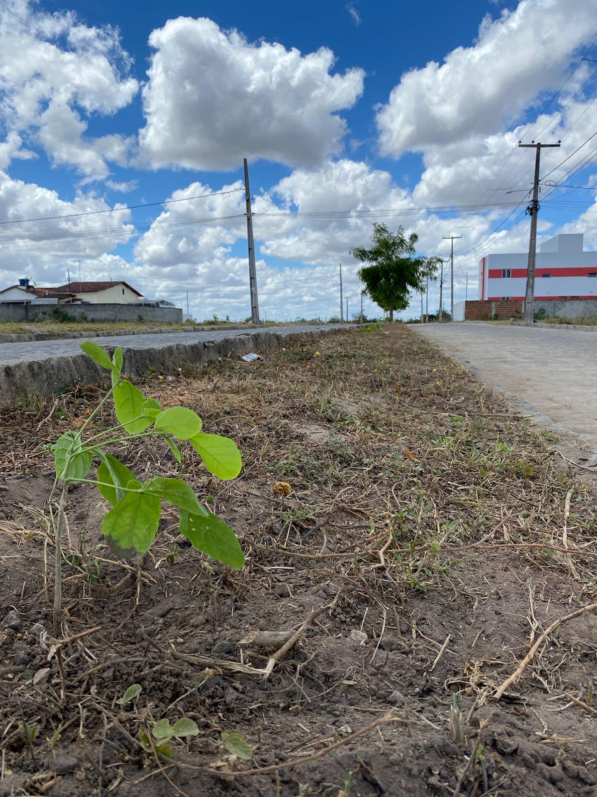 Projeto Verde Vida chega ao bairro do Abel Cavalcante com plantio de mudas de ipês